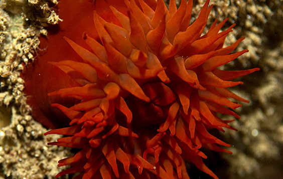 Beadlet Anemone, Actinia equina photo by Chris McTernan