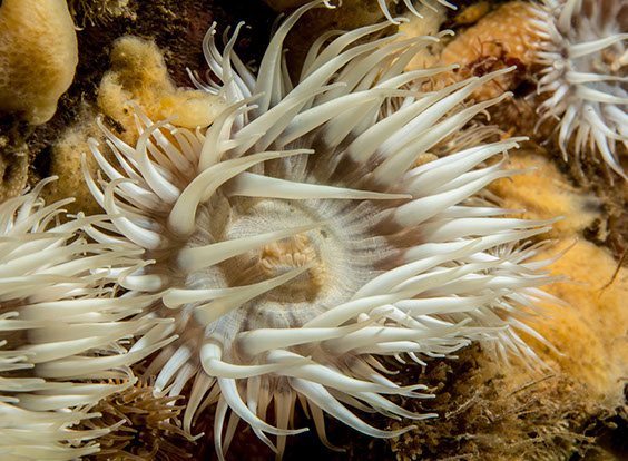 Actinothoe sphyrodeta. Photo by Chris McTernan