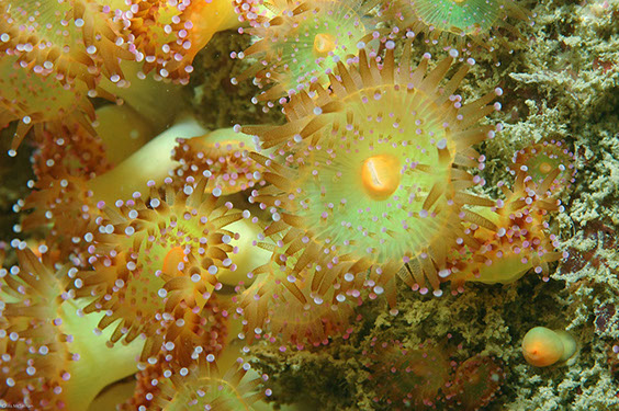 Jewel Anemonie - Corynactis viridis. Photo by Chris Mcternan