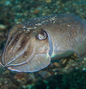 Cuttle fish by Chris McTernan