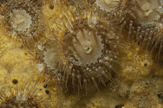 Sagartia elegans, photo by Chris Mcternan