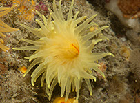 Sunset coral, Leptopsammia pruvoti