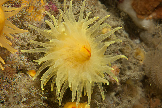 Sunset Coral - Leptopsamia pruvoti. Photo by Chris McTernan