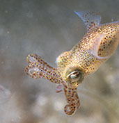 Little cuttle by Chris McTernann