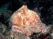 Sunset coral, Leptopsammia pruvoti