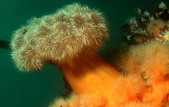 Plumose Anemone - Metridium senile. Photo by Chris McTernan