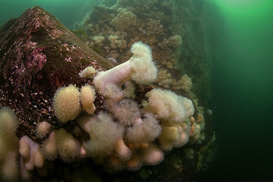 Plumose Anemone - Metridium senile. Photo by Chris McTernan