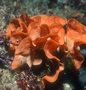 Ross coral by Chris McTernan